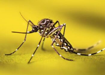 ¡Segunda dosis contra la fiebre amarilla no es para todos!: Territorial de Salud de Caldas orienta sobre población priorizada