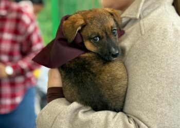 Secretaría de Medio Ambiente de Caldas refuerza llamado a la protección de animal y entrega recomendaciones para la adopción responsable