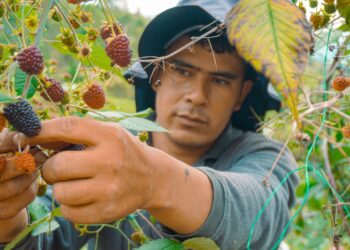 Secretaría de Agricultura de Caldas lidera ejecución sectorial del Plan de Desarrollo: tiene un avance del 76,22%