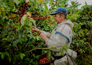 Caldas es Natural llega a México: café, cultura y turismo caldense se expondrán en la Feria Nacional del Café Coatepec