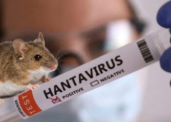 Territorial de Salud de Caldas brinda recomendaciones sobre el hantavirus y precisa que no hay casos reportados en el departamento