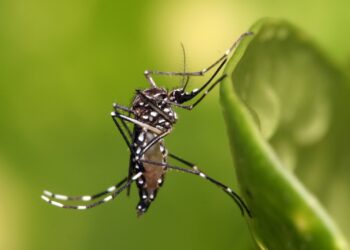 Territorial de Salud de Caldas refuerza acciones de prevención ante los 77 casos confirmados de dengue