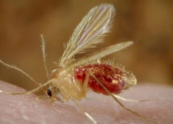 Territorial de Salud reporta 50 casos de leishmaniasis en Caldas y refuerza llamado a la prevención