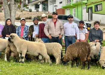 Gobierno de Caldas entregó 33 reproductores para fortalecer la producción ovina en Marulanda